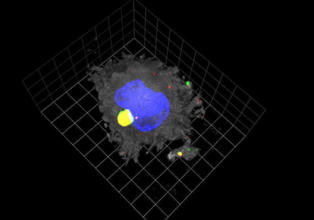 Reconstrucción tridimensional de una célula dendrítica madura (en gris) donde el VIH (en rojo) se almacena con el nuevo receptor identificado, Siglec-1 (en verde). Fuente: IrsiCaixa/SINC.