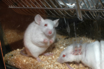 Los experimentos en ratones ayudan a entender el envejecimiento en humanos. Fuente: CSIC.