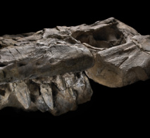 Una mandíbula completa, con dientes de 12 centímetros de longitud, del depredador recién descrito. Imagen: John Weinstein. Fuente: Field Museum, Chicago.