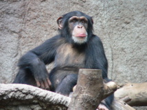 Chimpancé común (Pan troglodytes). Imagen: Thomas Lersch. Fuente: Wikimedia Commons.