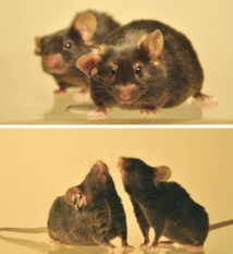 Los ratones sanos que eran aislados durante tres semanas no sufrieron ningún cambio sobre su comportamiento. Imagen: S. Karaki and F. Fuente: Universidad Johns Hopkins.