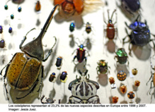 Los coleópteros son el 23% de las especies descritas. Imagen: Jesús Juez. Fuente: MNCN. Los coleópteros son el 23% de las especies descritas. Imagen: Jesús Juez. Fuente: MNCN.