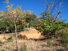 Alcornoque y castaño afectados por la Phytophthora cinnamom. Fuente: UEx. Alcornoque y castaño afectados por la Phytophthora cinnamom. Fuente: UEx.