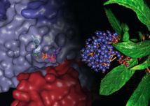 La ciencia moderna analiza cómo funcionan internamente los remedios tradicionales. Fuente: Lab.Schimmel