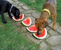 Una de las principales diferencias entre los lobos y los perros es su forma de alimentarse. Imagen: jdurham. Fuente: MorgueFile.