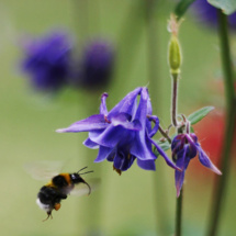 Polinización por abejorro, un tipo de servicio ambiental. Imagen: Roo72. Fuente: Wikimedia Commons.