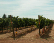 En España la vendimia está poco mecanizada. Fuente: UPM. En España la vendimia está poco mecanizada. Fuente: UPM.