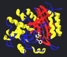 Penicilina (en blanco) unida a una transpeptidasa bacteriana. La penicilina es tan similar a la enzima bacteriana que se ensambla en ella de manera que impide que la enzima conecte todos sus componentes estructurales. Imagen: TimVickers. Fuente: Wikimedia Commons.