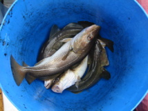 La pesca sostenible permite recuperar especies muy valiosas, como el bacalao. Imagen: sdiebes. Fuente: StockXchng.