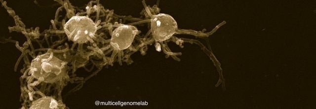 Capsaspora owczarzaki, el ser unicelular que está investigando MultiCellGenome. Fuente: MultiCellGenome.