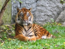 El tigre, un mamífero placentario moderno. Imagen: Monika Betley. Fuente: Wikipedia.