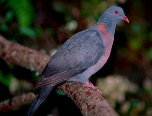 La observación de las palomas indica que el comportamiento influye en la evolución. Fuente. CSIC.