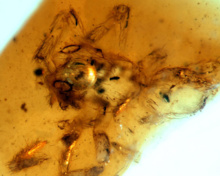 La nueva especie de araña del ámbar de San Just (Utrillas, Teruel). Fuente: Universidad de Barcelona. La nueva especie de araña del ámbar de San Just (Utrillas, Teruel). Fuente: Universidad de Barcelona.