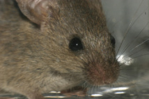 Los científicos han conseguido que los ratones dejen de sentir el frío, pero no el calor. Imagen: xandert. Fuente: MorgueFile.