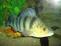 Los peces que "toman" ansiolíticos se vuelven más solitarios. Imagen (perca europea): Dgp.martin. Fuente: Wikimedia Commons.