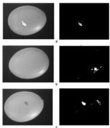 Fotos de las cáscaras (izquierda) de los huevos defectuosos, e imágenes segmentadas (derecha). Imagen: Loredana Lunadei. Fuente: UPM. Fotos de las cáscaras (izquierda) de los huevos defectuosos, e imágenes segmentadas (derecha). Imagen: Loredana Lunadei. Fuente: UPM.