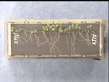 Plántulas de arabidopsis germinadas en el contenedor experimental. Imagen: Raúl Herranz. Fuente: CSIC.