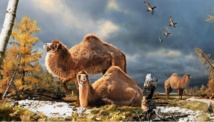 Ilustración del camello gigante de  la isla Ellesmere en el período cálido del Plioceno, hace cerca de tres y medio millones de años. Fuente: Canadian Museum of Nature.