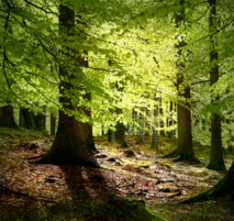 Bosque de hayas. Imagen: Malene Thyssen. Fuente: Wikimedia Commons.