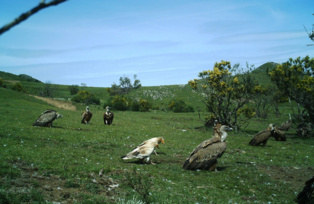 Alimoche común (izquierda) y buitre leonado (derecha). Fuente: CSIC.