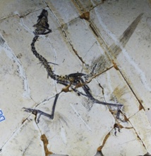 Fósiles de pájaros primigenios con cuatro alas. Imagen: Xing Xu. Fuente: Academia de Ciencias de China.