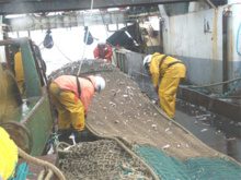 Un buque pesquero durante la fase de descarte. Fuente: CSIC. Un buque pesquero durante la fase de descarte. Fuente: CSIC.