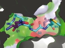 Imagen de las proteínas que participan en los procesos bacterianos analizados por el CSIC. Fuente: PLOS Biology.