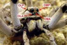Disposición de los 4 pares de ojos en el cefalotórax de la araña Lycosa tarantula. Imagen: Joaquín Ortega Escobar. Fuente: UAM. Disposición de los 4 pares de ojos en el cefalotórax de la araña Lycosa tarantula. Imagen: Joaquín Ortega Escobar. Fuente: UAM.