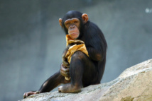Chimpancé del Zoo de Los Ángeles. Imagen: Aaron Logan. Fuente: Wikimedia Commons.