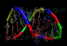 Secuencia de ARN polimerasa. Fuente: SergeyJ/ Wikimedia Commons