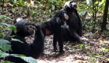 Chimpancés observando las coronas de los árboles en la búsqueda de fruta. Imagen: Ammie Kalan. Fuente: Instituto Max Planck. Chimpancés observando las coronas de los árboles en la búsqueda de fruta. Imagen: Ammie Kalan. Fuente: Instituto Max Planck.