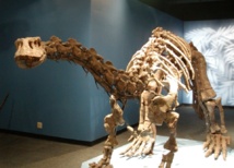 Lufengosaurus magnus. Imagen: FarleyKatz. Fuente: Wikimedia Commons.