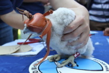 Anillamiento de uno de los pollos de halcón. Fuentes: SEO/BirdLife y SINC. Anillamiento de uno de los pollos de halcón. Fuentes: SEO/BirdLife y SINC.