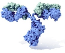 Molécula de anticuerpo o inmunoglobulina, con su típica forma de Y. Fuente: Wikimedia Commons.