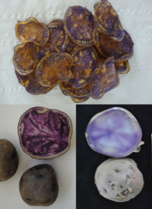 Los clones de patatas obtenidos. Fuente: Neiker-Tecnalia/AlphaGalileo. Los clones de patatas obtenidos. Fuente: Neiker-Tecnalia/AlphaGalileo.