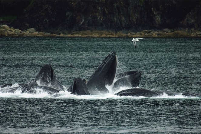 Ballenas jorobadas alimentándose con su técnica de caza en grupo. Imagen: Evadb. Fuente: Wikimedia Commons.