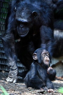 Cría de chimpancé con su madre. Fuente: Flickr.