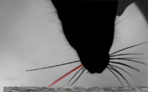 Una rata contactando una textura con la vibrisa marcada en rojo. La vibrisa roja está conectada a una región de la corteza cerebral cuya actividad neuronal colectiva indica al animal la identidad de la textura. Imagen: H. Safaai. Fuente: CSIC.
