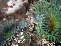 Anémonas marinas compitiendo por territorio. Imagen: Brocken Inaglory. Fuente: Wikipedia.