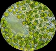 Foto microscópica de Chlorella vulgaris. Imagen: VladiDamian. Fuente: Wikipedia. Foto microscópica de Chlorella vulgaris. Imagen: VladiDamian. Fuente: Wikipedia.