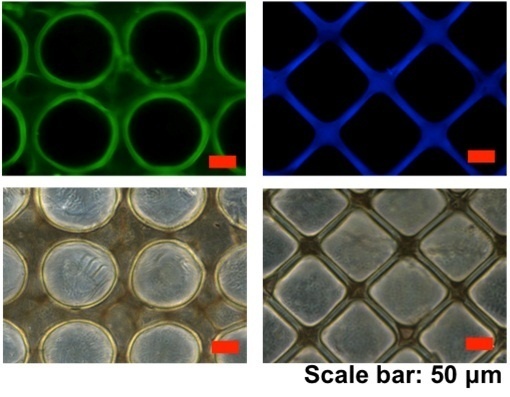 Se usaron varias técnicas de microfabricación para desarrollar hidrogeles altamente elásticos con micropatrones bien definidos. Imagen: Ali Khademhosseini lab. Fuente: BWH.