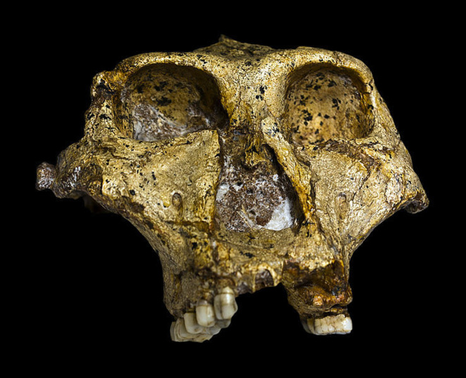 Paranthropus robustus. Imagen: José Braga; Didier Descouens. Fuente: Wikimedia Commons.