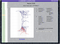 Página web en la que los científicos realizaron el test sobre las neuronas. Fuente: UPM.