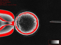 Ovocito conteniendo el núcleo de la célula de piel. Imagen: Cell. Fuente: OHSU.