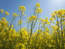 Fuente: CSIC. Fuente: CSIC.