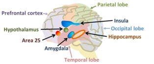 Algunas de las zonas cerebrales significativas en los desórdenes de la personalidad. Imagen: Brews ohare