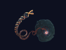 Representación de la molécula que anula ADN de un cromosoma en el núcleo de una célula. Fuente: NHGRI