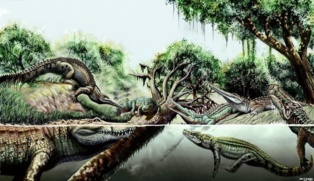 Reconstrucción de distintas especies de cocodrilo del Mioceno. Imagen: Jorge A. Gonzalez. Fuente: Nature Communications/SINC.