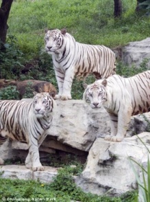 Tigres blancos del Chimelong Safari Park. Fuente: Chimelong Safari Park. Tigres blancos del Chimelong Safari Park. Fuente: Chimelong Safari Park.