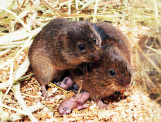La ratones de campo desarrollan una fuerte preferencia por una pareja después de apareamiento y permanecen juntos para toda la vida. Imagen: Zuoxin Wang. Fuente: Nature.